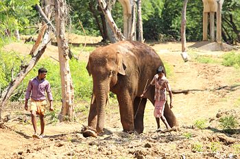 Elephant Raju at Indira Gandhi Zoological Park, Visakhapatnam.jpg