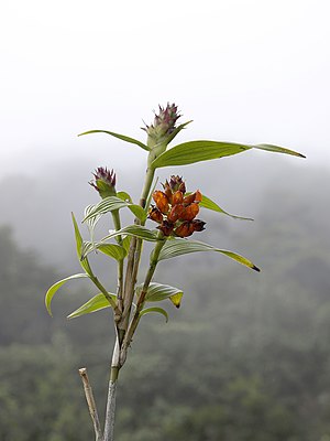 Elleanthus hymenophorus (Scott Zona) 001.jpg