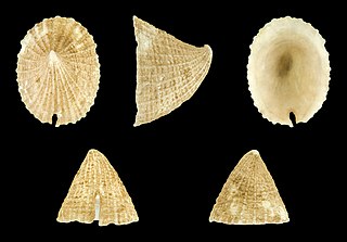 <i>Emarginula fissura</i> Species of gastropod