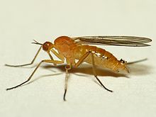 Empis lutea.jpg