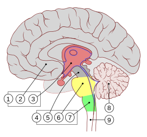Encephalon human sagittal section multilingual.svg