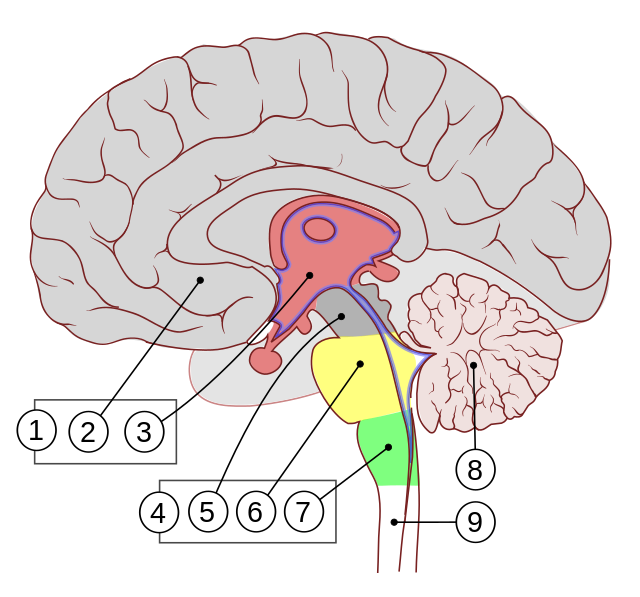 Enfermedad del sistema nervioso central - Wikipedia, la enciclopedia libre