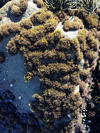 <i>Endocladia muricata</i> Species of alga