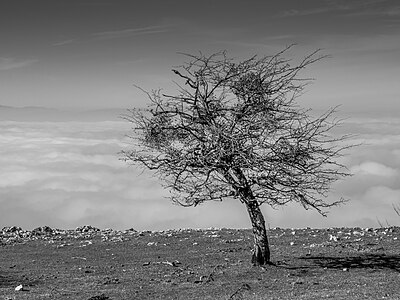 Hawthorn (Crataegus) in the Entzia mountain range, over a sea of fog in the back. Vitoria-Gasteiz, Basque Country, Spain