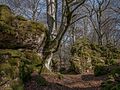 * Nomination Beech grown under a rock in the Entzia mountain range. Álava, Basque Country, Spain --Basotxerri 16:54, 14 March 2017 (UTC) * Promotion  Support Good quality.--Famberhorst 18:08, 14 March 2017 (UTC)