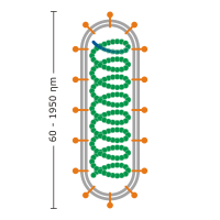 Enveloped helical virus.svg