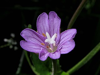 <i>Epilobium montanum</i> Species of flowering plant in the willowherb family Onagraceae