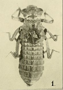 Epiophlebia laidlawi naiad EpiophlebiaLarva.jpg