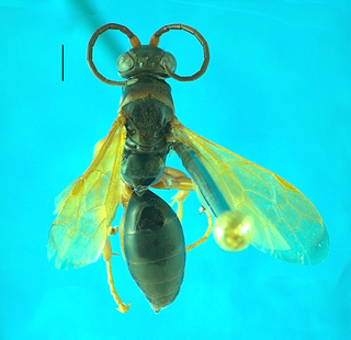 <i>Epipompilus insularis</i> Species of wasp