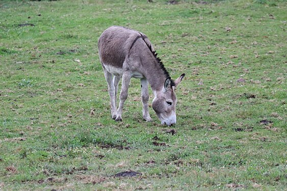 Equus africanus asinus (asno)