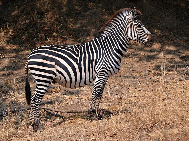 File:Equus quagga boehmi (male).jpg