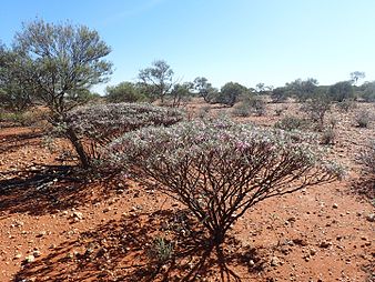 E. spectabilis subsp. brevis growing north of Wiluna Eremophila spectabilis brevis (habit).jpg