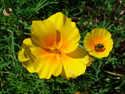 Eschscholtzia californica Aberrant flower with sic petals