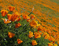 Floraison d’Eschscholzia californica dans la Réserve du Pavot de Californie d'Antelope Valley.