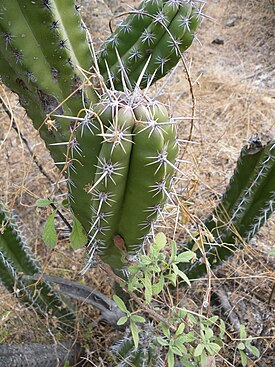 Escontria chiotilla.