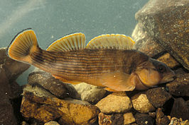 Etheostoma bellum