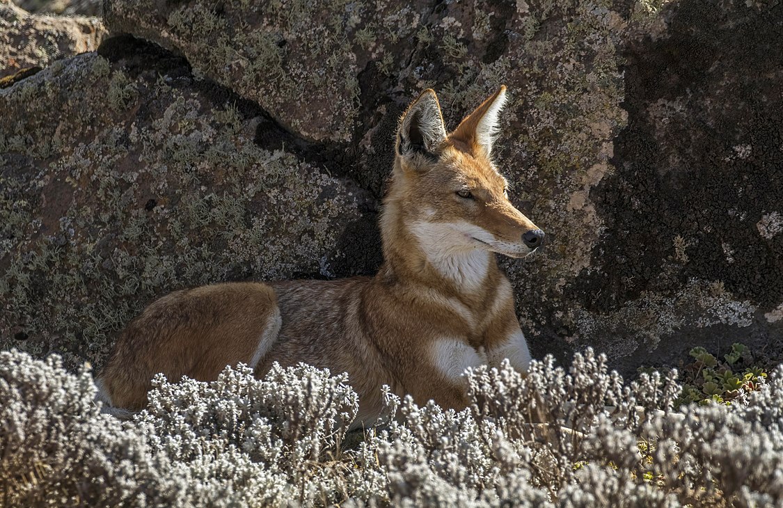 :File:Ethiopian wolf (Canis simensis citernii) 2.jpg