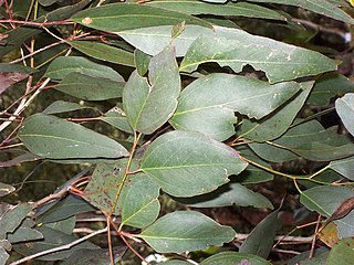 <i>Eucalyptus bosistoana</i> species of plant