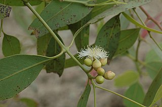 <i>Eucalyptus patellaris</i> Species of eucalyptus