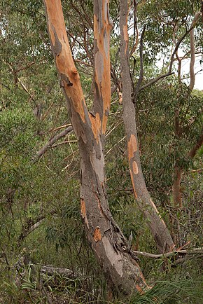 Descrição da imagem Eucalyptus punctatatrunk.jpg.