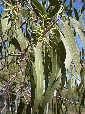 Eucalyptus terticornis buds, capsules and foliage.jpeg