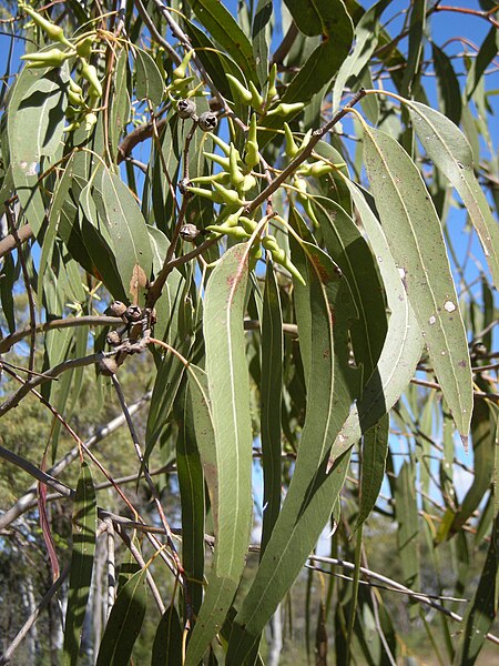 Tập_tin:Eucalyptus_terticornis_buds,_capsules_and_foliage.jpeg