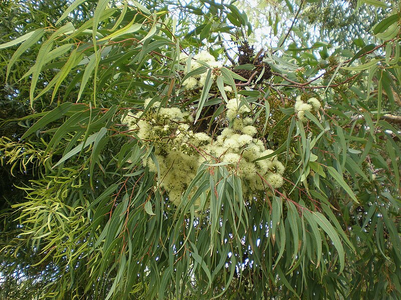 File:Eucalyptus wandoo 1c.JPG