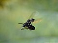 Eudorylas cf. fusculus (Zetterstedt, 1844)