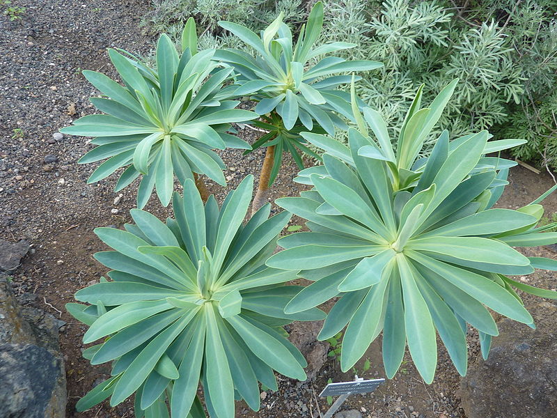 File:Euphorbia atropurpurea (2009).jpg