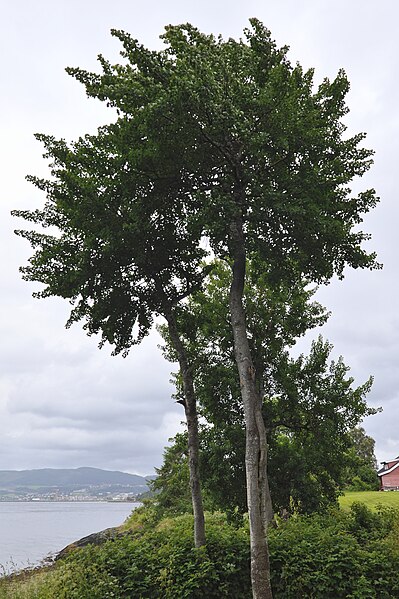 File:European Aspen (Populus tremula) - Trondheim, Norway 2022-07-14.jpg