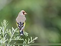 European Goldfinch (Carduelis carduelis) (50117297421).jpg