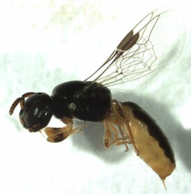 Euryglossina hypochroma