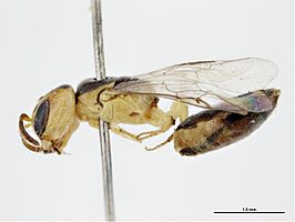 Euryglossina sulcata