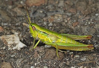 Gomphocerinae Subfamily of grasshoppers