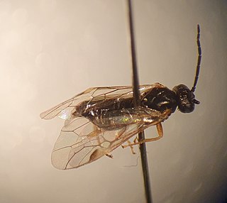 <i>Euura proxima</i> Species of sawfly