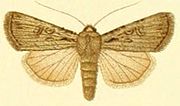 Thumbnail for Dichagyris orientis