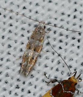 <i>Exoteleia pinifoliella</i> Species of moth