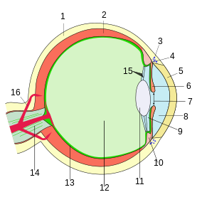 Schema des Augenaufbaus, Querschnitt