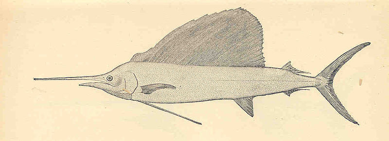 File:FMIB 35164 American Sail-fish,m Histiophorus americanus.jpeg