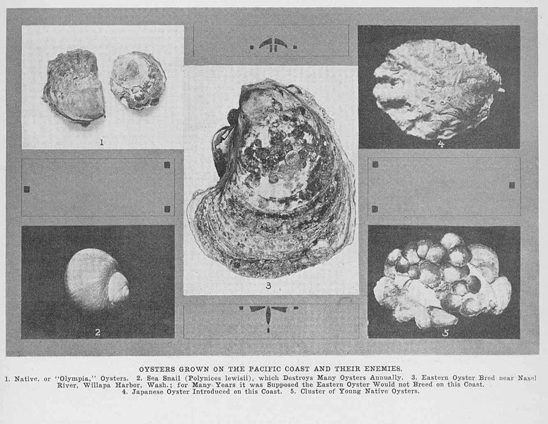 File:FMIB 47625 Oysters Grown on the Pacific Coast and Their Enemies -.jpeg