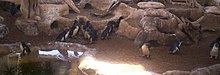 Little penguins at Sea World, Gold Coast, Queensland, Australia (photo 2005) Fairy-Penguins-at-Sea-World-2.jpg