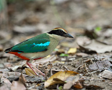 An image of a fairy pitta(Pitta nympha)