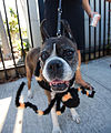 Costumed pet at 2009 Fantasy Fest