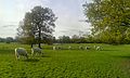 Farmland at Osterley Park.