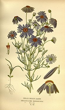 Fleurs de jardin et serre préférées (10575113643) .jpg