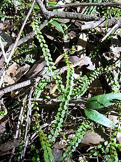 Lindsaeineae Suborder of ferns