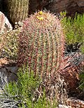 Miniatura para Ferocactus cylindraceus