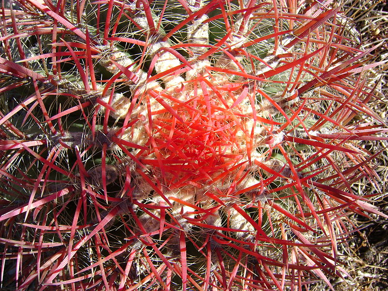 File:Ferocactus pilosus 2.jpg