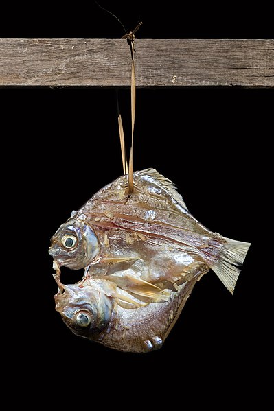 File:Fish hanging in the sun with black background.jpg