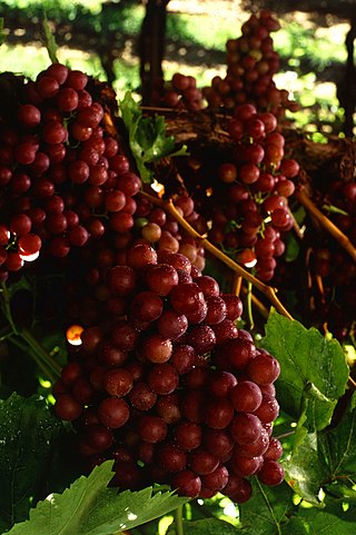 <span class="mw-page-title-main">Flame Seedless</span> Variety of grape